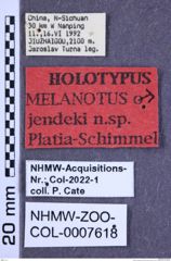 Etikette zu Melanotus jendeki (Platia & Schimmel, 2001) (NHMW-ZOO-COL-0007618)